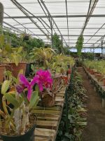 Orchideen Garten in Funchal