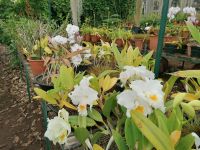 Orchideen Garten in Funchal