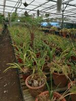 Orchideen Garten in Funchal