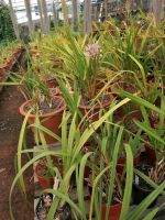 Orchideen Garten in Funchal