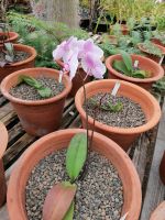 Orchideen Garten in Funchal