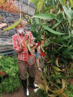 Orchideen Garten in Funchal