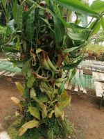 Orchideen Garten in Funchal