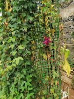 Orchideen Garten in Funchal