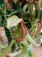 Orchideen Garten in Funchal