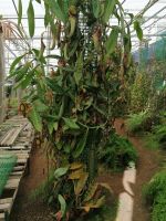 Orchideen Garten in Funchal