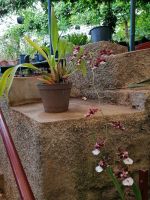 Orchideen Garten in Funchal