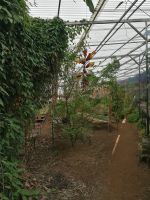 Orchideen Garten in Funchal