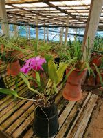 Orchideen Garten in Funchal