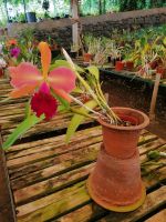 Orchideen Garten in Funchal