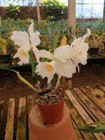 Orchideen Garten in Funchal