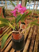 Orchideen Garten in Funchal