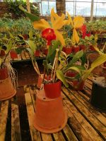 Orchideen Garten in Funchal