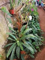 Orchideen Garten in Funchal