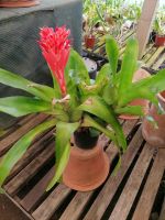 Orchideen Garten in Funchal