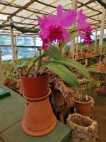 Orchideen Garten in Funchal