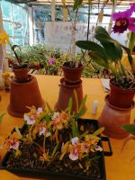 Orchideen Garten in Funchal