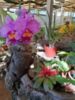 Orchideen Garten in Funchal