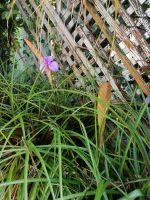Orchideen Garten in Funchal