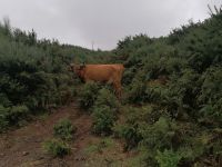 Kurze Wanderung auf der Hochebene Paul da Serra