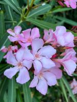 Four Views Oasis Hotel