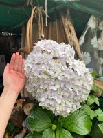 Hortensie in Santana