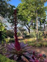 Zu Besuch im Botanischen Garten von Funchal