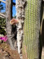 Zu Besuch im Botanischen Garten von Funchal