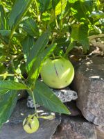 Levada-Wanderung von Marocos