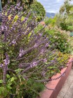 Kräutergarten von Esmeralda