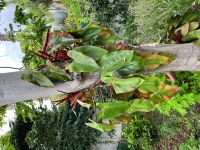 Kräutergarten von Esmeralda