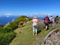 Wanderung entlang der Levada do Paul