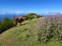 Wanderung entlang der Levada do Paul