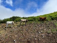 Wanderung entlang der Levada do Paul
