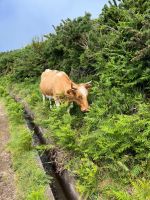 Wanderung entlang der Levada do Paul