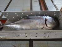 Thunfisch in der Fischhalle der Markthalle