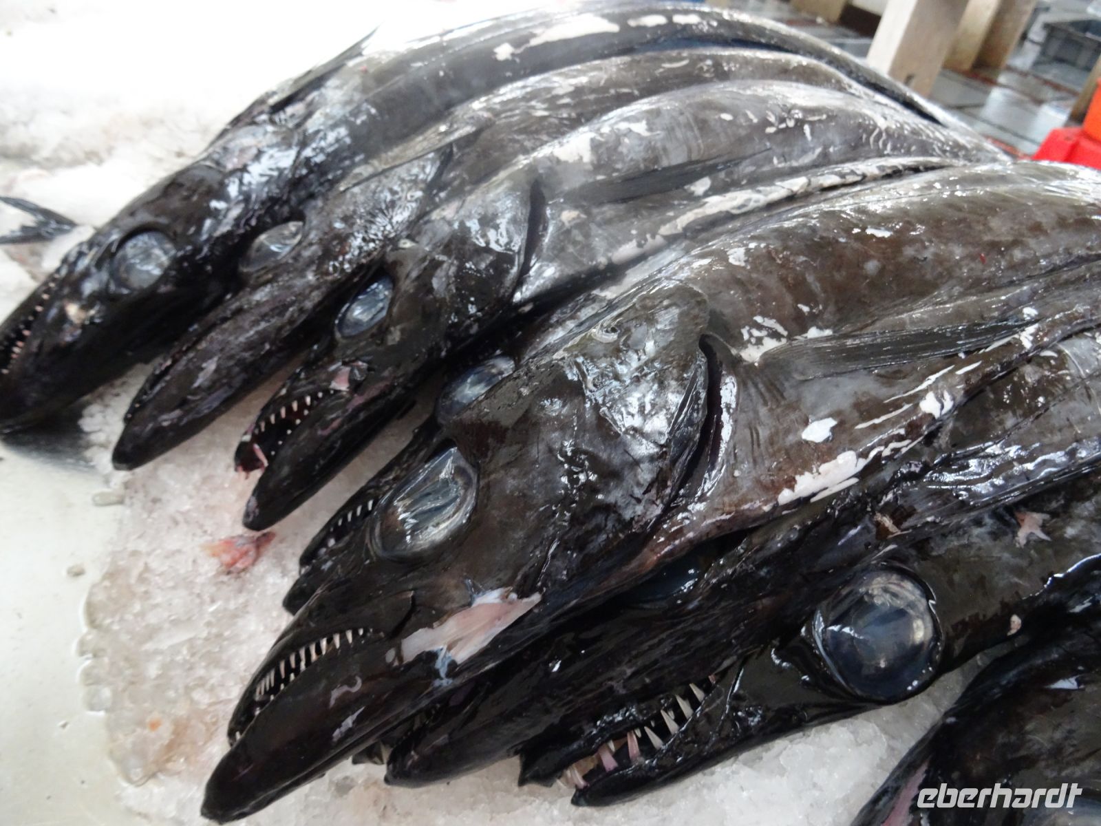 Markthalle - der bekannte schwarze Degenfisch in Natur