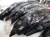 Markthalle - der bekannte schwarze Degenfisch in Natur