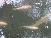 im Tropischen Garten