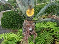 im Tropischen Garten