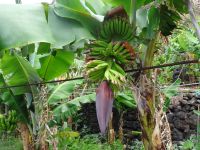  in der Bananenplantage von Faja dos Padres
