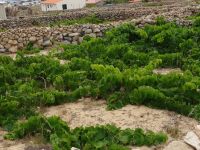 Weingarten auf Porto Santo