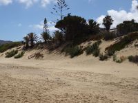 der Goldstrand von Porto Santo