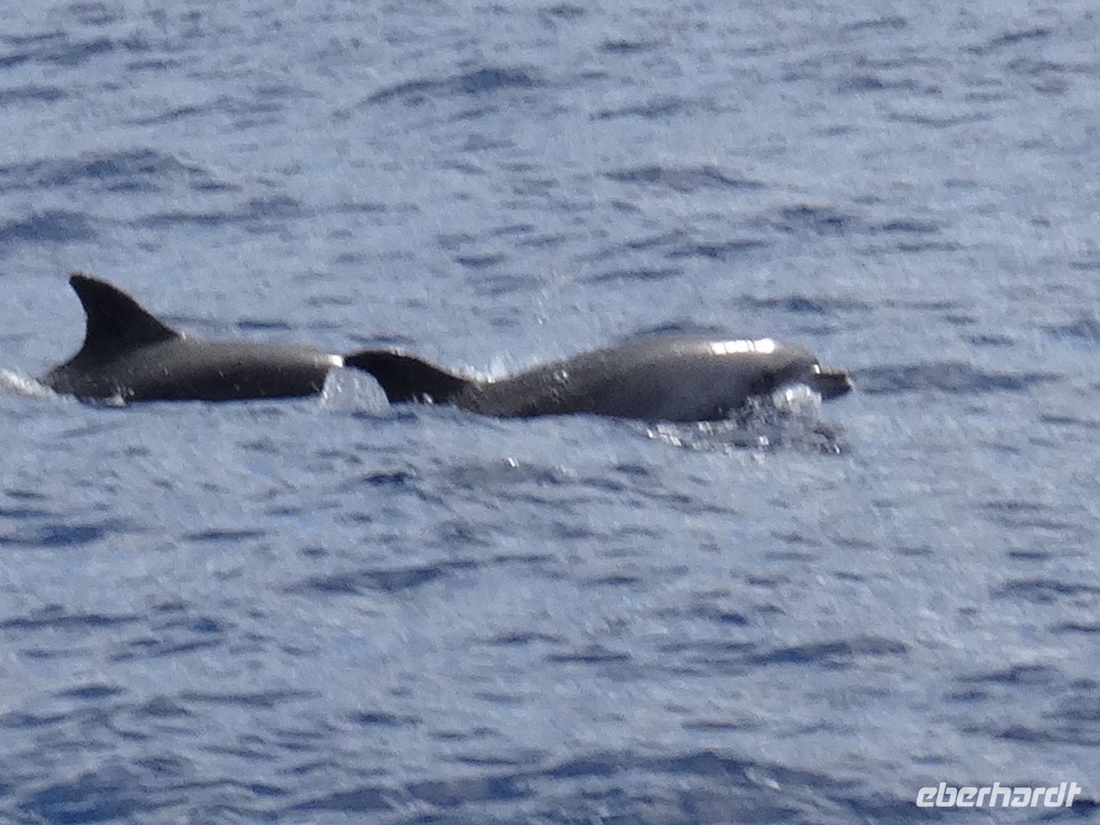 Delphine begleiten uns auf unserer Fahrt