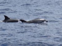 Delphine begleiten uns auf unserer Fahrt