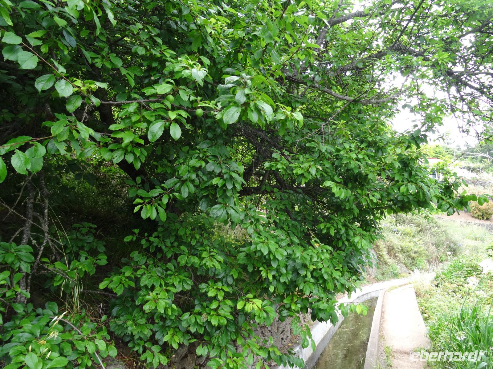 Levada Wanderung- Pflaumenbaum