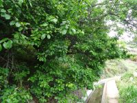 Levada Wanderung- Pflaumenbaum