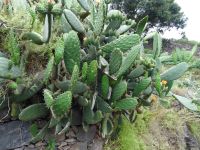 Levada Wanderung - Feigenkaktus