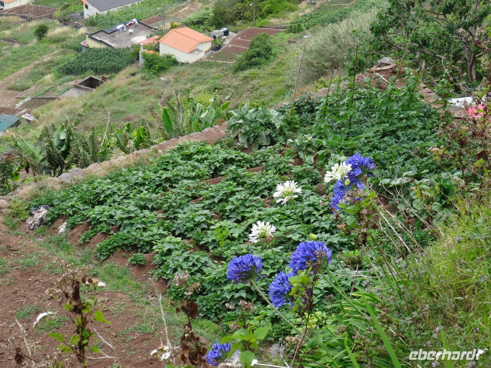 Levada Wanderung- Süßkartoffelfeld