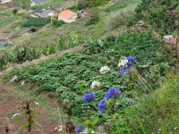 Levada Wanderung- Süßkartoffelfeld
